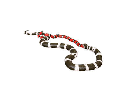 3D Illustration of a California King Snake Swallowing a Scarlet King Snakeの写真素材