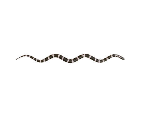 3D Illustration of a California King Snake