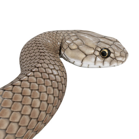 3D illustration of Bismarck ringed python.