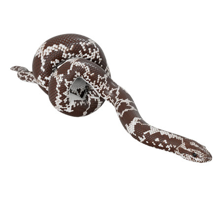 3D illustration of Kenyan sand boa.
