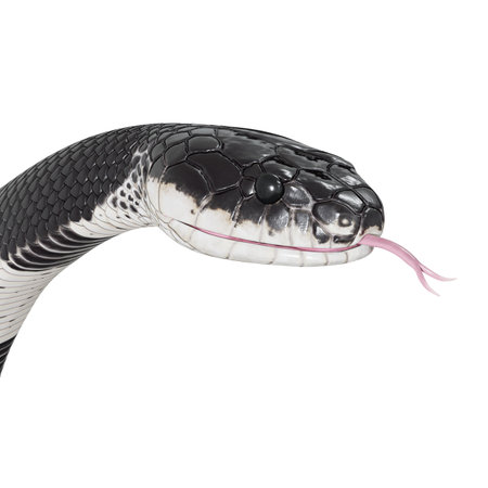 3D illustration of Malayan Krait.の写真素材