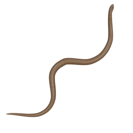 3D illustration of Rubber boa.の写真素材