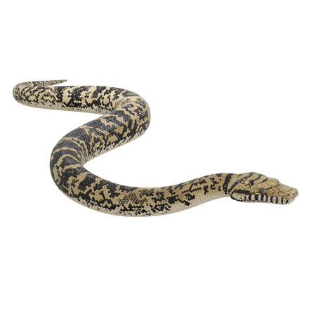 3D illustration of Scrub python.