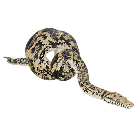 3D illustration of Scrub python.の写真素材