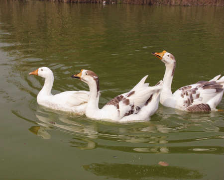 Beautiful white ducks swimming in a pond in India. Ducks are also called as BATAKH in Hindi Languageの写真素材