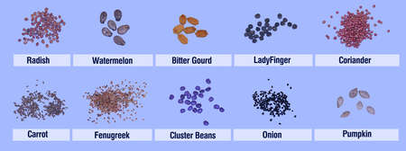 Various kinds of Vegetable seeds in display with their nameの写真素材
