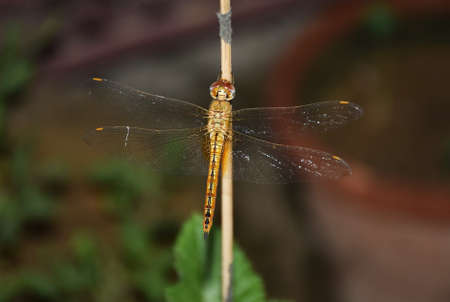 Backside shot of a Yellow Dragonfly sitting on a wodden stickの写真素材