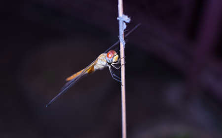 Yellow Dragonfly sitting on a wooden stickの写真素材