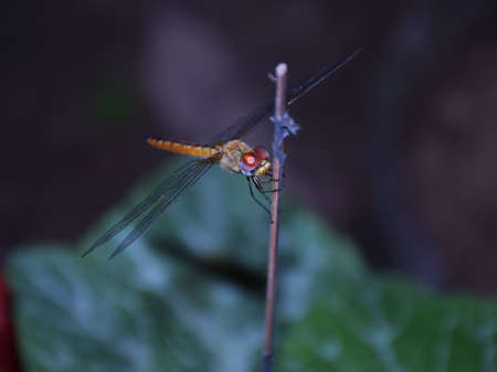 Front angle shot of a Yellow Dragonfly sitting on a wooden stickの写真素材