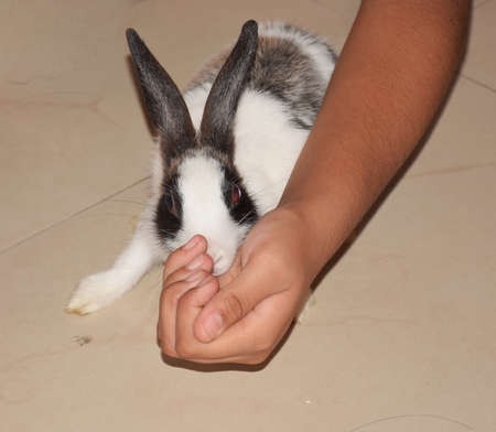 A Baby Rabbit or a Bunny eating from a  Girl's handの写真素材