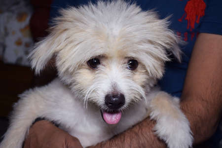 A domestic mixed breed pet dog sitting in owners lapの写真素材