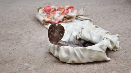 Long shot of an Indian Cobra also called as Naag in Hindi Language. Cobra is a highly venomous snakeの写真素材