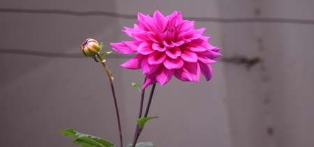 Beautiful Dahlia Flower closeup which is a genus of plants with large brightly-colored flowersの写真素材