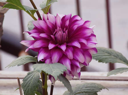 Dahlia which is a genus of plants with large brightly-colored flowersの写真素材