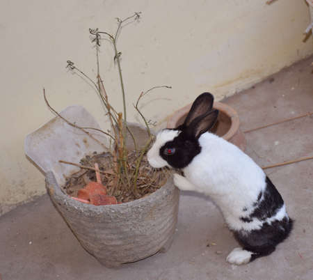 A rabbit or bunny searching something while leaning on a potの写真素材