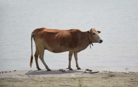 A cow standing on the bank of the riverの写真素材