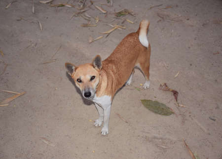 A cute brown dog looking towards the cameraの写真素材