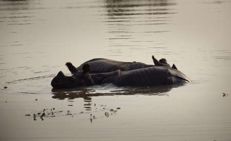 Two rhinos relaxing in a riverの写真素材