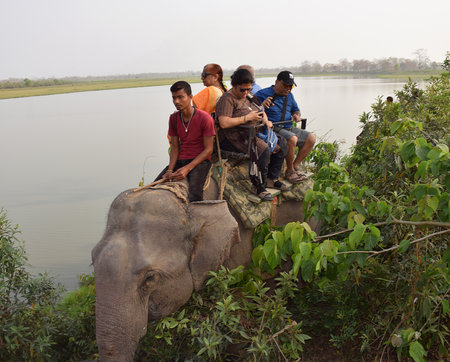 Tourist enjoying elephant safari inside Kaziranga national park. This park is famous for Great Indian one horned Rhinocerosのeditorial素材