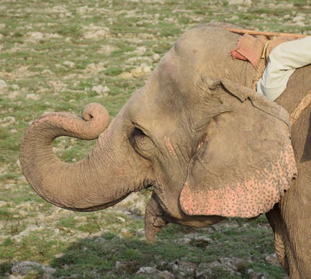 An elephant saluting with its trunk up at a national parkの写真素材