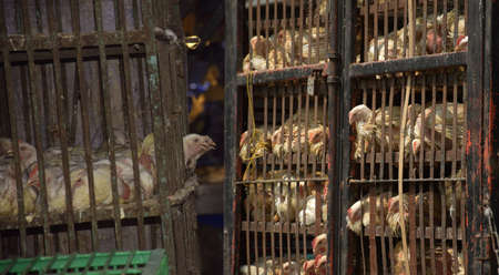 Animal cruelty - Chickens suffer in cramped cages at a slaughterhouseの写真素材