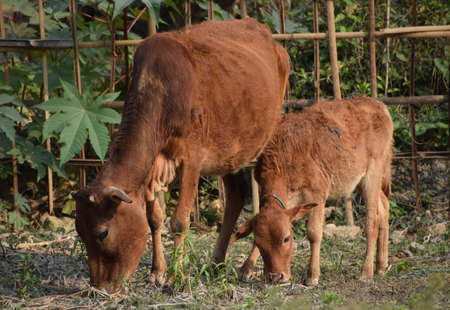 Mother Cow with its calf grazing in a fieldの写真素材