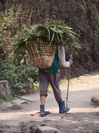 Local labor or worker of hill carrying heaps of leaves on their back for their livelihoodの写真素材