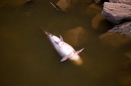 Dead fish at a pond due to water pollutionの写真素材