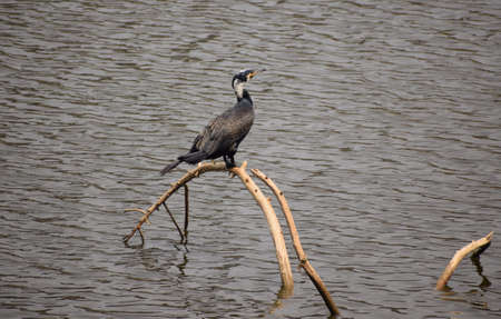 Double-crested Cormorants sitting on a branch at a pond in indiaの写真素材