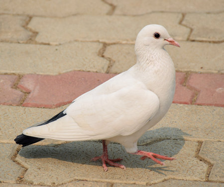 A white Indian pigeon searching for foodの写真素材