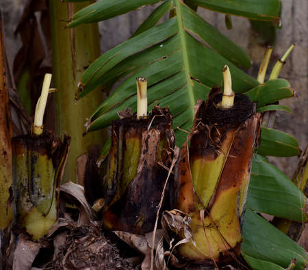 Banana Plant shoot coming out from its stemの写真素材