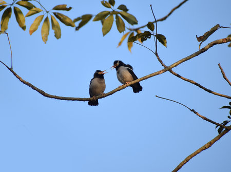 Two birds appears chatting with each otherの写真素材