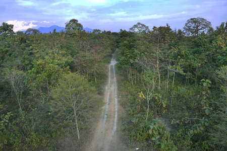 A beautiful road in between a forest or Jungleの写真素材