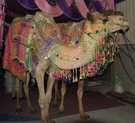 Decorated Camels with traditional costumes for a marriage ceremony in Indiaの写真素材