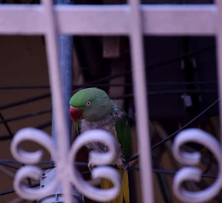 Beautiful picture of a Parrot taken from balcony grillの写真素材