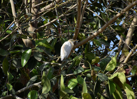 A crane bird sitting on a treeの写真素材