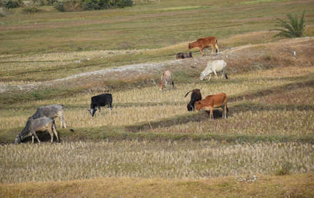 Long shot of cattle grazing at a fieldの写真素材