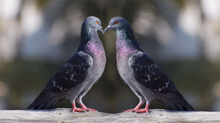 Two pigeon looking at each other while touching their beaksの写真素材