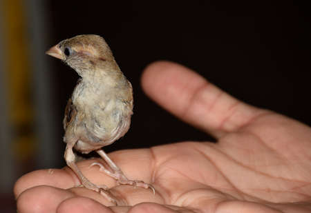 Baby European sparrow sitting on the hand of a personの写真素材