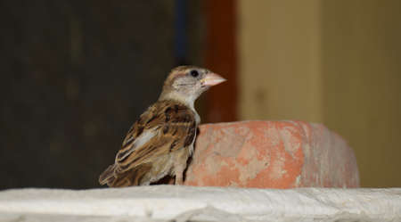 A baby sparrow sitting while watching somethingの写真素材