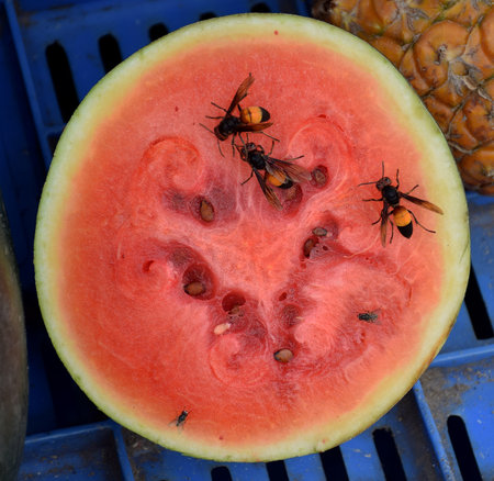 Honey Bees extracting the juice of a watermelonの写真素材