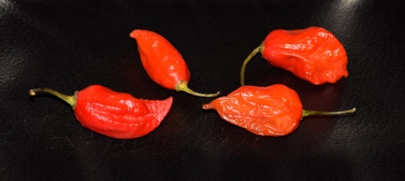 The ghost pepper, also known as bhut jolokia in Assamese. It is  considered as world's hottest chili pepperの写真素材