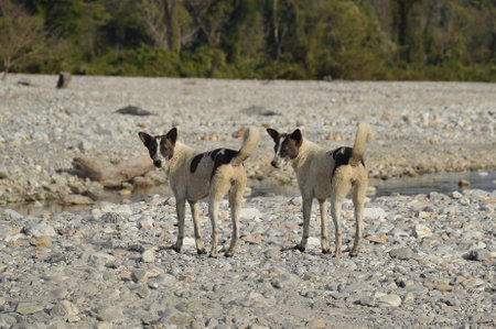 Two lookalike or identical street dogs standing at a dry river bankの写真素材