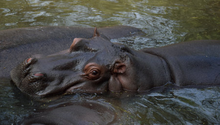 A Hippopotamus also called the hippo is looking at the camera at a zoo in Indiaの写真素材