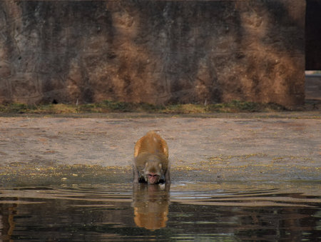 A Monkey drinking water from a pondの写真素材