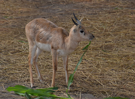 Side angle shot of a deer eating leaf at Delhi Zoo in Indiaの写真素材