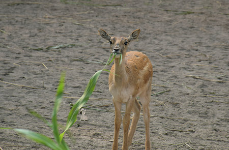 A cute deer eating leaf at Delhi Zoo in Indiaの写真素材