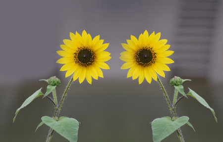 Beautiful full blossomed sunflowers at a park. Closeup shotの写真素材