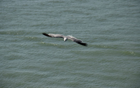A Black-tailed Gull flying over atlantic oceanの写真素材