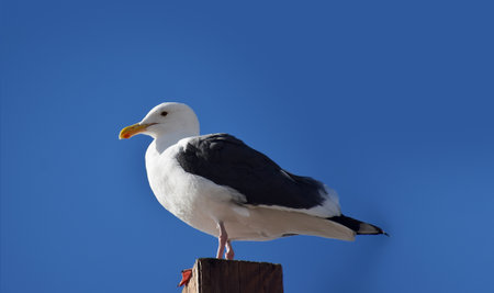 Close up shot of Seagull sitting on a wooden plankの写真素材